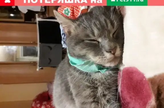 Найден домашний серый кот в Липецке