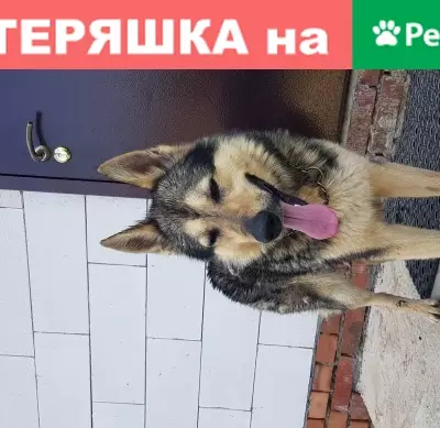 Пропала собака в поселении Филимонковское, Москва, кв-л 157, дом 2.