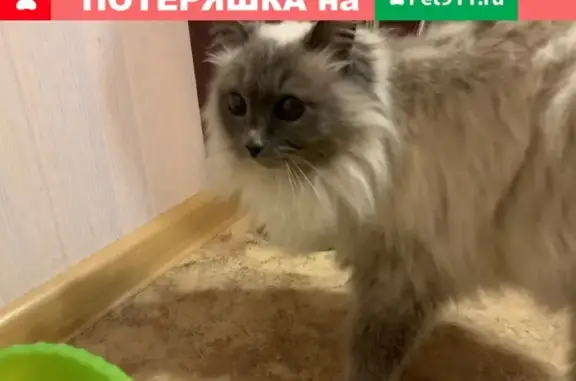 Найдена кошка на ул. Чистопольская, г. Казань