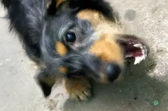 Найдена домашняя собака на улице Бондаря, Хабаровск