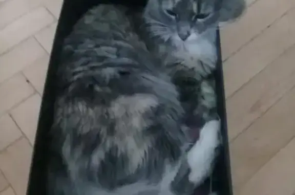 Пропала кошка Бася в Павловском Посаде (МО)