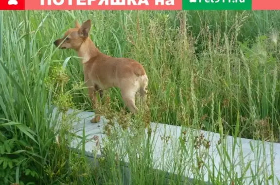 Пропал Той терьер в Челябинске