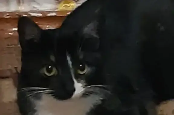 Кошки потеряшки, Ульяновск, фото: Потеряшка кошка на проспекте Хо Ши Мина, 32