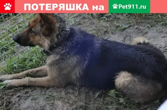 Пропала собака Овчарка в Иваново