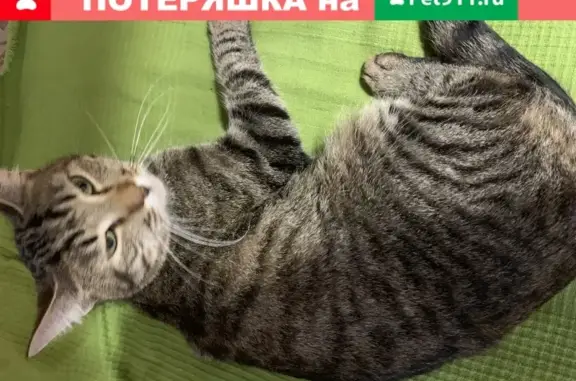 Найдена домашняя кошка на ул. Петра Смородина