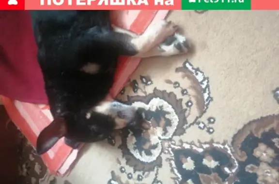 Найдена собака в Саратове с шрамом и шишкой на животе