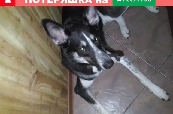 Пропала собака Дакар на ул. Кропоткина, Новосибирск