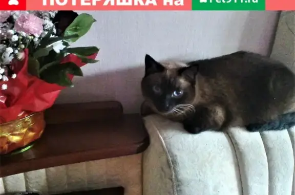 Пропала кошка Кот сиамский в Челябинске.