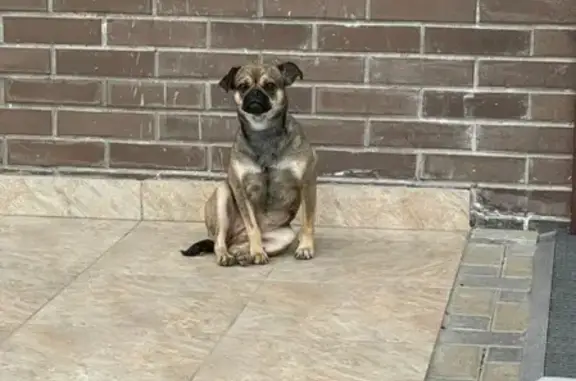 Найдена собака возле Солнечного Острова в Краснодаре
