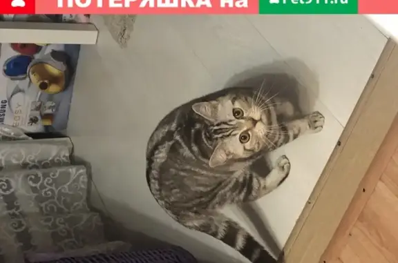 Кошки потеряшки, Плодородный, фото: Потеряшка кот Шотландской породы в Краснодаре.