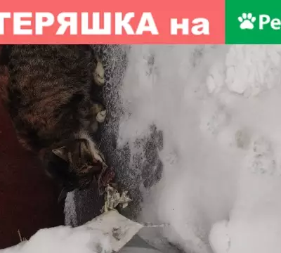 Общительная кошка найдена в ГК 13,17 СПб