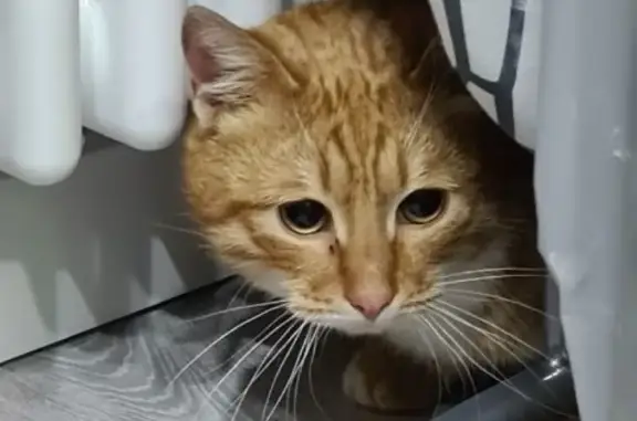 Рыжий котенок найден в Москве