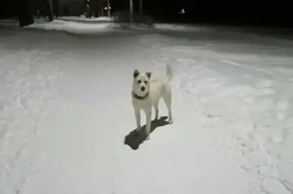 Белая собака найдена в Ижевске