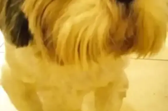 Собака Шит-цу найдена в подвале на Олимпийском, Ставрополь