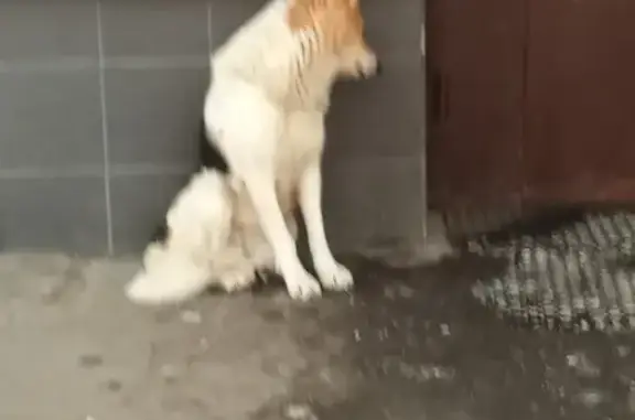 Собака найдена в Солнцево, Москва