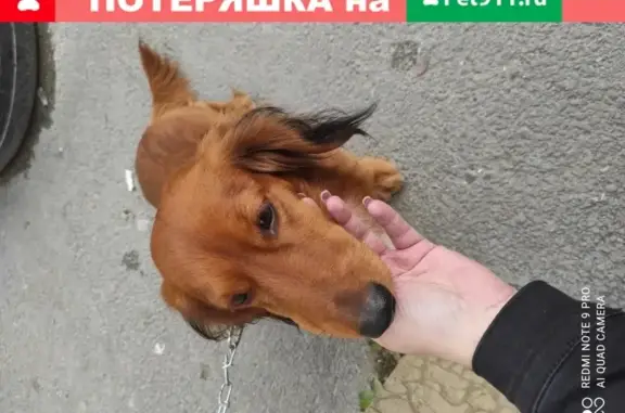 Собака Такса найдена в Новороссийске.