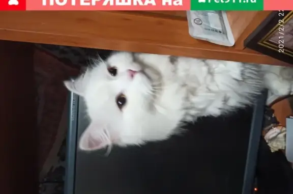 Найдена белая кошка на ул. Дубовой, Балашиха