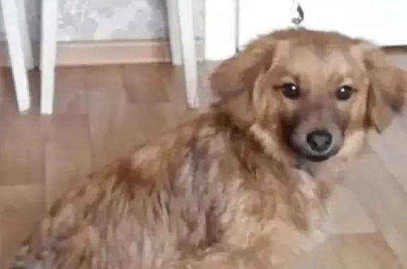 Найдена домашняя собака в Хабаровске