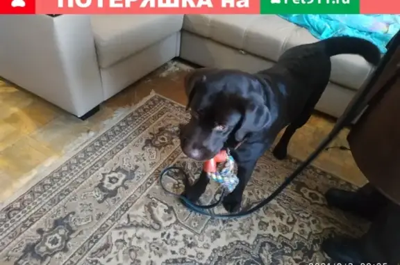 Найдена собака Барни в Н. Новгороде