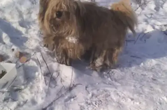 Найдена собака в Чертовицке, нужен новый хозяин
