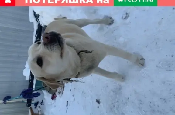 Найдена собака в Мурыгино, ищем хозяина или пристройку в Смоленске