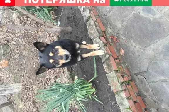 Собака на ул. Большевистской в Ростове-на-Дону.