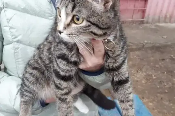Найдена молодая полосато-серая кошка в Волгограде, пос. Ангарский.