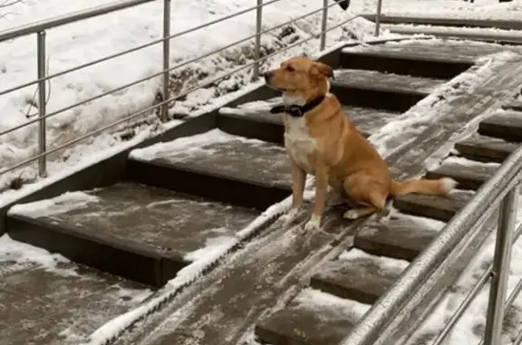 Ухоженная собака с ошейником найдена в Москве.