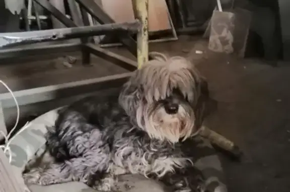 Найдена собака в Иваново возле Ашана