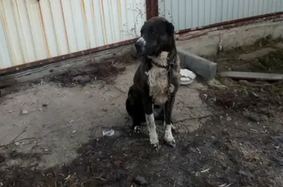 Пропала собака в Семилуках.