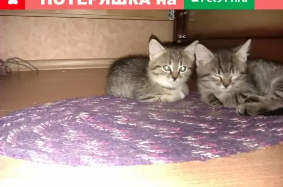 Найденные животные Рязань, фото: Найдены котята у дома 27, ул. Зубковой в Рязани