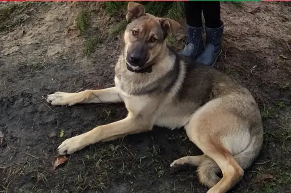 Пропала собака на Баумана в Казани.
