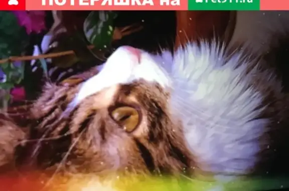 Пропала кошка в Орехово-Зуево, Центральный бульвар 5