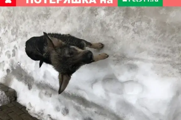 Найдена собака на ул. Шверника, Самара