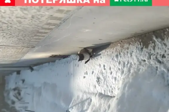 Найдена сиамская кошка на Гражданской 17 а в Пскове