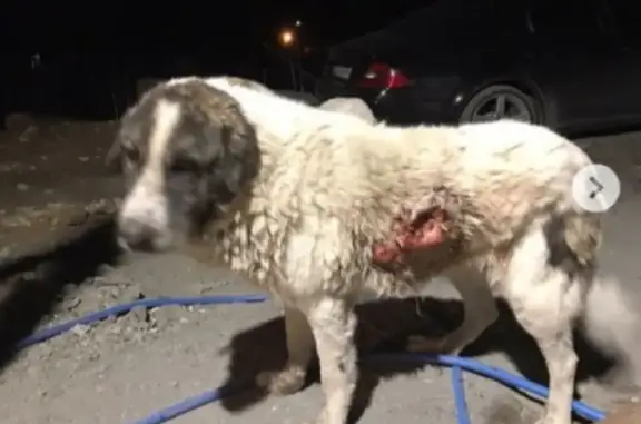 Пропала крупная собака с огромными ранами во Владикавказе