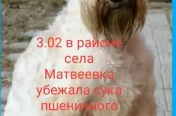 Пропала собака в Хабаровске: пшеничный терьер девочка