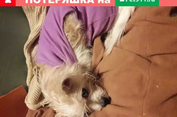 Собака в сиреневом комбинезоне найдена в Балаково