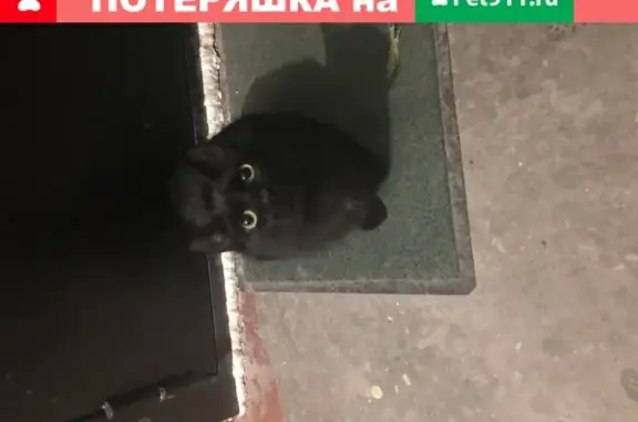 Найдена кошка на Льва Шатрова 27 в Перми