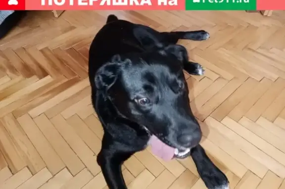 Найден пёс в Битцевском лесопарке, Москва.