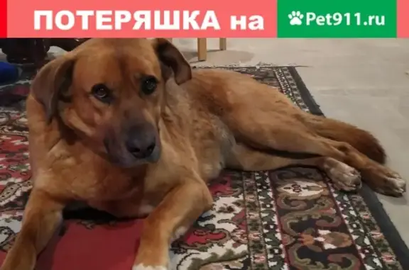 Собака найдена в Энколово, СПб