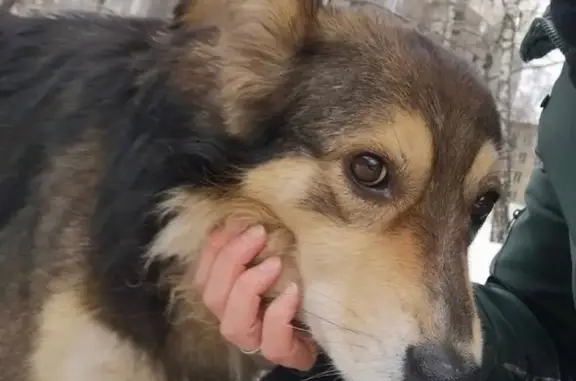 Собака найдена в Москве, кобель, 4-5 лет, не кастрирован.