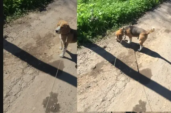 Пропала собака в Чехове: белая стрелка, мальчик 1 год
