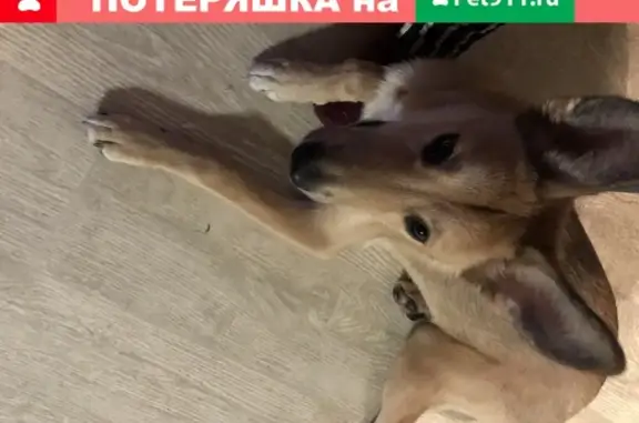 Найдена рыжая собака с ошейником в Хабаровске