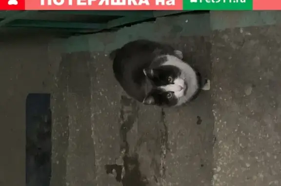 Найдена кошка на ул. Горького, 53 в Чите