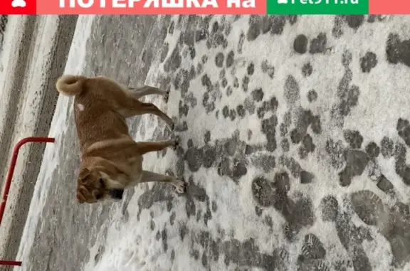 Найдена домашняя собака без ошейника в Казани, ул. Академика Лаврентьева, 8