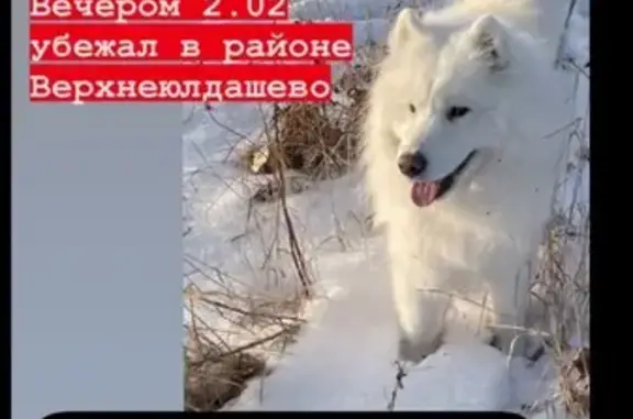 Пропала собака Мальчик Самоед, деревня Верхнеюлдашево