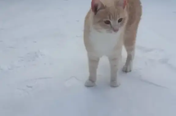 Найдена кошка в деревне Алабино, ищем ей приют