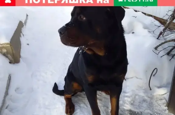 Собака найдена в СНТ Ясная Поляна.
