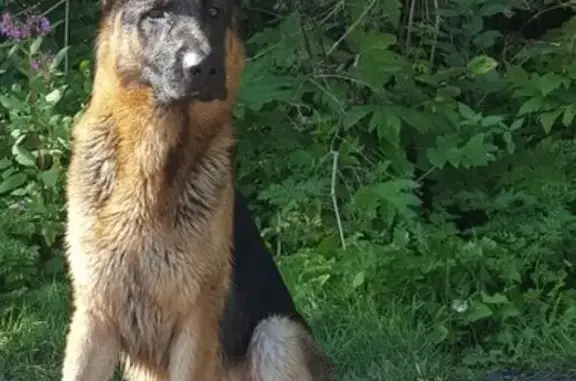 Пропала собака в Корсакове, вознаграждение гарантировано